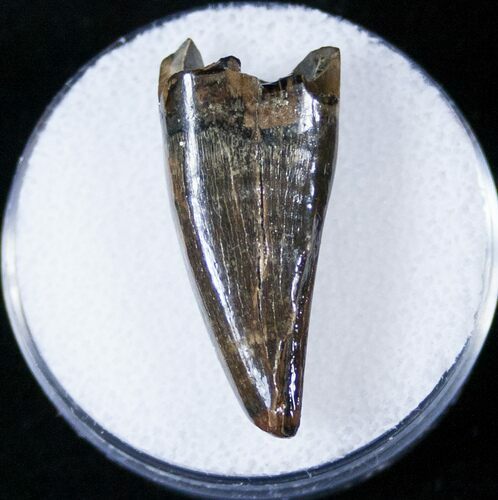 Tyrannosaur Premax Tooth (Aublysodon) - Montana #14001